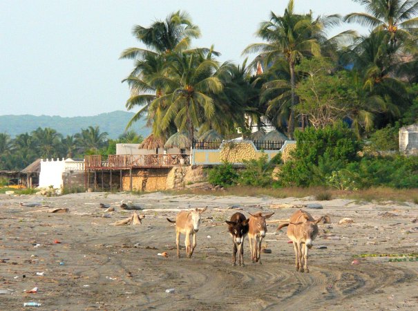 52- Les anes sur la plage de Manzanillo 